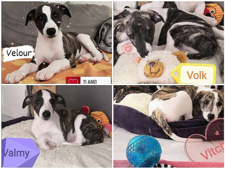Valmy et Volk sont disponibles.