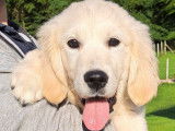 Magnifiques chiots Golden Retriever LOF disponibles