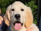 Magnifiques chiots Golden Retriever LOF disponibles