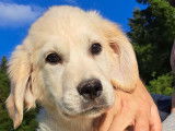 Magnifiques chiots Golden Retriever LOF disponibles