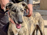 Chien Lévrier Espagnol à adopter