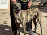 Chien Lévrier Espagnol à adopter