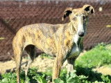 Chien Lévrier Espagnol femelle à adopter