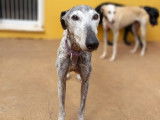 Chienne Galgo bringée en quête d'une famille