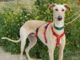 Chien Galgo beige à adopter