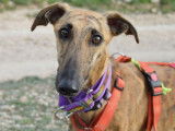 Chienne Galgo bringée cherche une famille