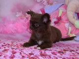 Chiot Chihuahua chocolat à poil long à vendre pedigree