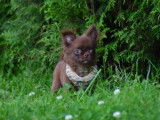 Chiot Chihuahua chocolat à poil long à vendre pedigree