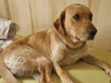 Chien Labrador de 3 ans à adopter