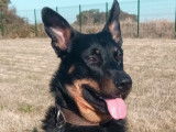 Chien Beauceron de 8 ans disponible à l'adoption