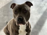 En attente d'adoption, chien de 3 ans