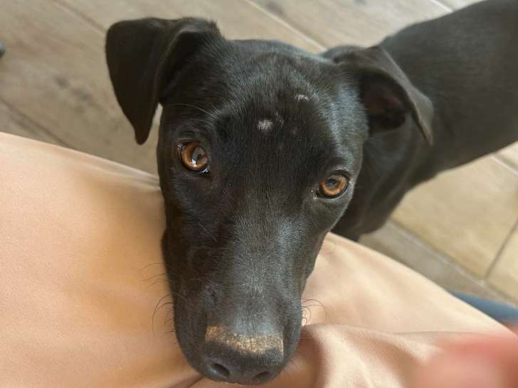 À adopter, chiot femelle noir