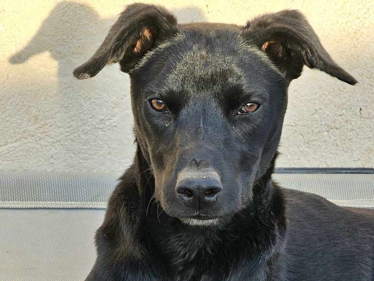 Disponible à l'adoption, chiot mâle de couleur noire