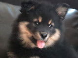 Magnifiques chiots Finnois de Laponie &agrave; vendre
