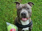 En attente d'adoption, chien de 3 ans