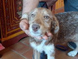 Disponible à l'adoption : chiot femelle de 6 mois