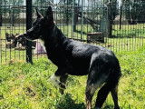 À adopter : chienne noire et feu