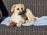 Chiot femelle disponible à l'adoption