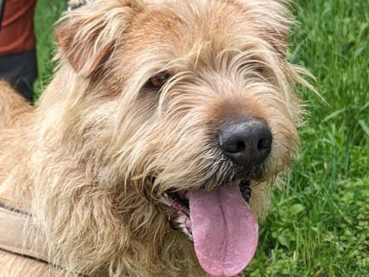 En attente d’adoption, chien fauve