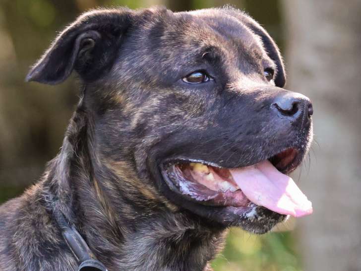 Disponible à l'adoption, chien âgé de 2 ans