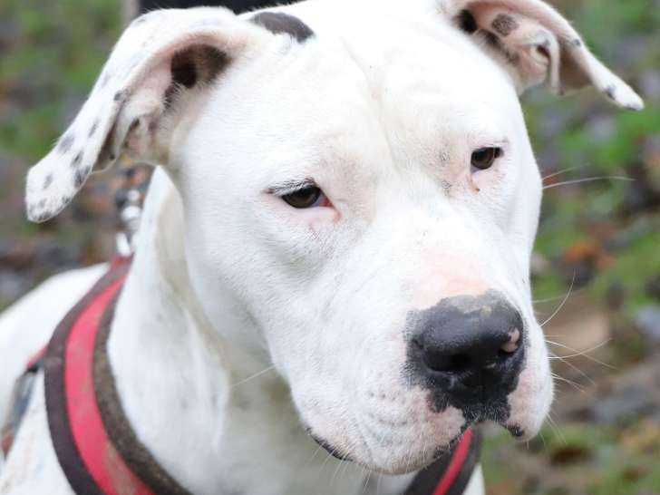 À adopter, chienne blanche