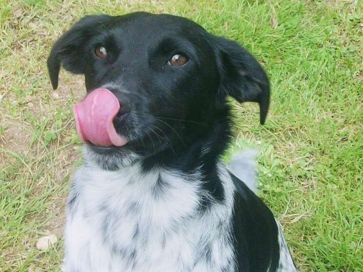 En attente d’adoption : chien noir et blanc