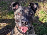 Disponible à l'adoption : chien âgé de 9 ans