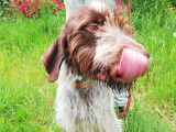 À la recherche d’un foyer : chien Griffon Korthal de 2 ans