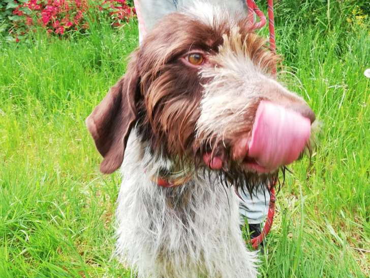 À la recherche d’un foyer : chien Griffon Korthal de 2 ans