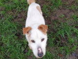Chien Jack Russel disponible à l'adoption