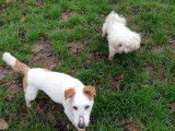Chien Jack Russel disponible à l'adoption
