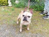 En attente d'adoption : chien Bouledogue Français de 7 ans