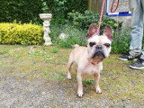 En attente d'adoption : chien Bouledogue Français de 7 ans