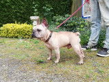 En attente d'adoption : chien Bouledogue Français de 7 ans