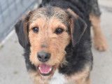Chienne noire et feu à adopter