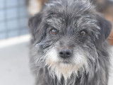 Chien noir à la recherche d’une famille