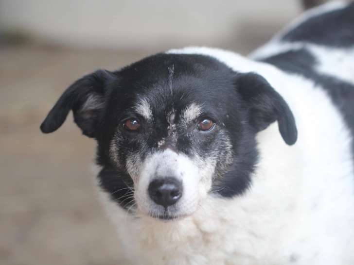 Chienne adulte disponible à l'adoption