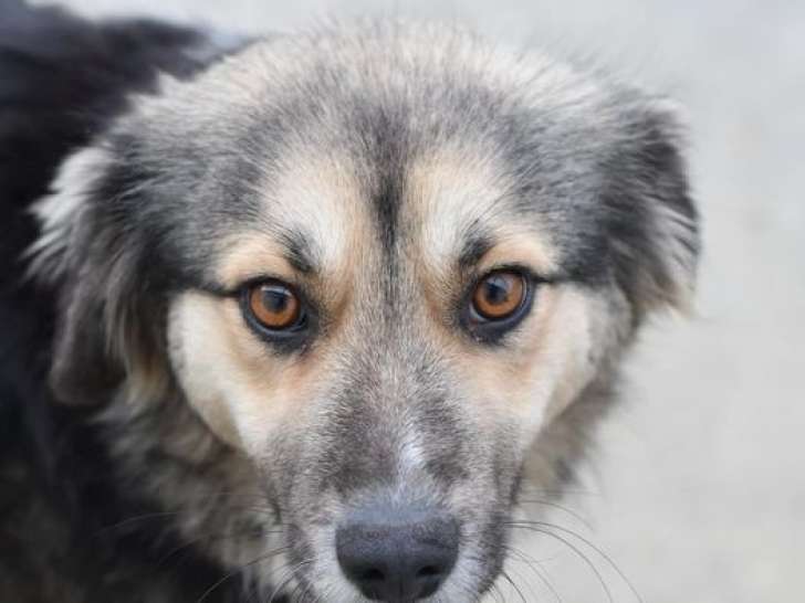 À adopter, chienne tricolore