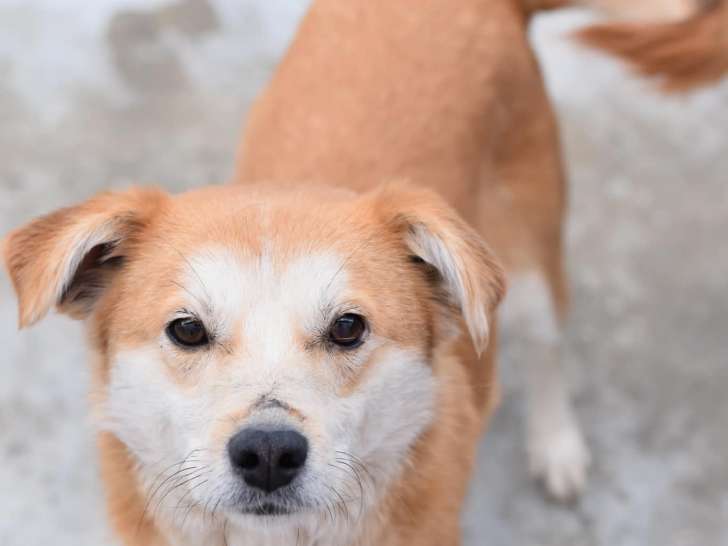 En attente d'adoption, chien beige