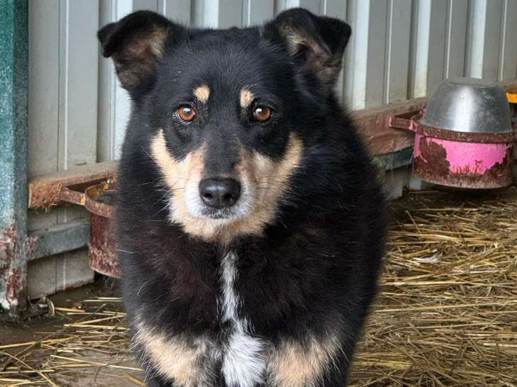 Disponible à l'adoption, chienne adulte de 11 ans