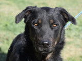 À adopter : chien Beauceron