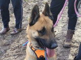 Disponible à l'adoption : chien Berger Malinois