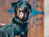 Chien Beauceron en attente d'adoption