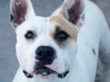 À la recherche d'un foyer : chienne American Staffordshire Terrier