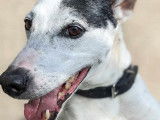 À adopter, chien Jack Russel de 11 ans