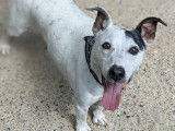 À adopter, chien Jack Russel de 11 ans