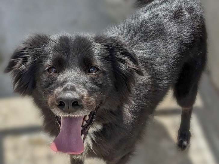 À la recherche d’une famille, chienne noire