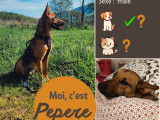 En attente d'adoption, chien Berger Malinois