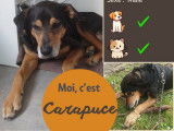 À adopter : chien adulte noir et feu
