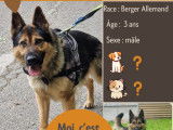 Chien Berger Allemand en attente d'adoption